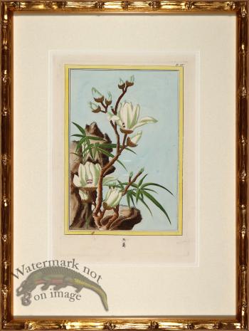 Buchoz Botanicals in Bamboo 07